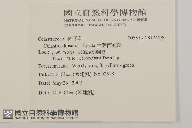 大葉南蛇藤藏品圖，第2張