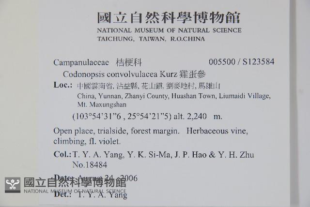 雞蛋參藏品圖，第2張