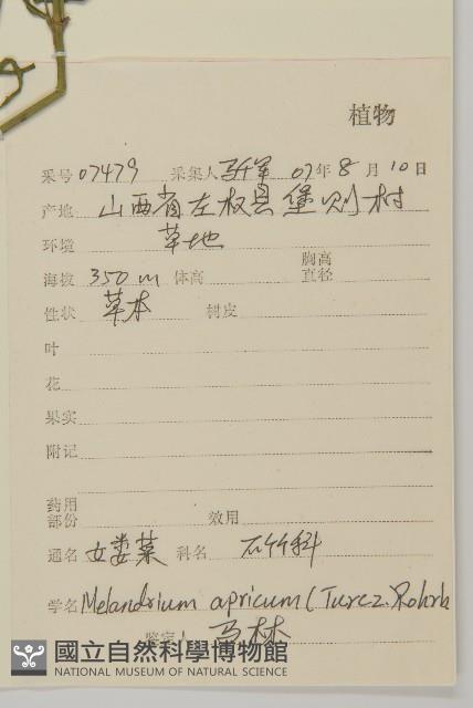 桃色女婁菜藏品圖，第2張