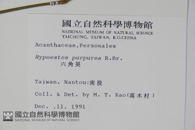 六角英, 槍刀菜藏品圖，第2張