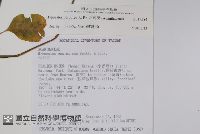 六角英, 槍刀菜藏品圖，第2張
