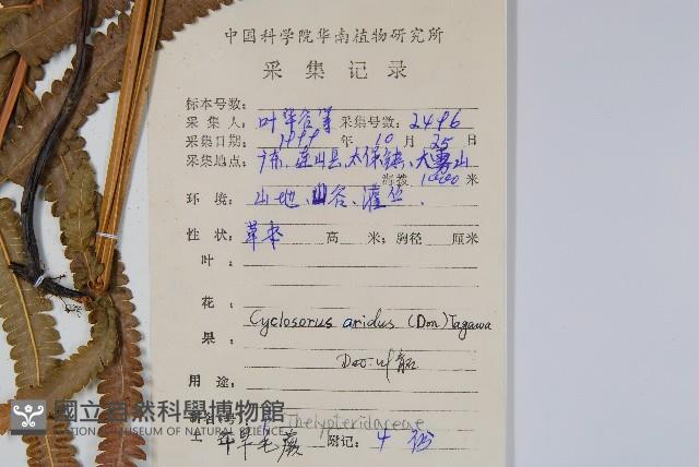 擬毛蕨藏品圖，第2張