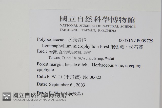 抱樹蕨、伏石蕨藏品圖，第2張