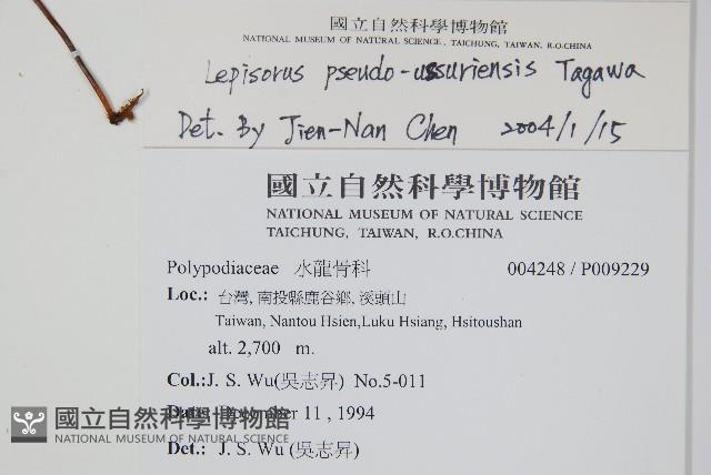 擬烏蘇里瓦葦藏品圖，第2張