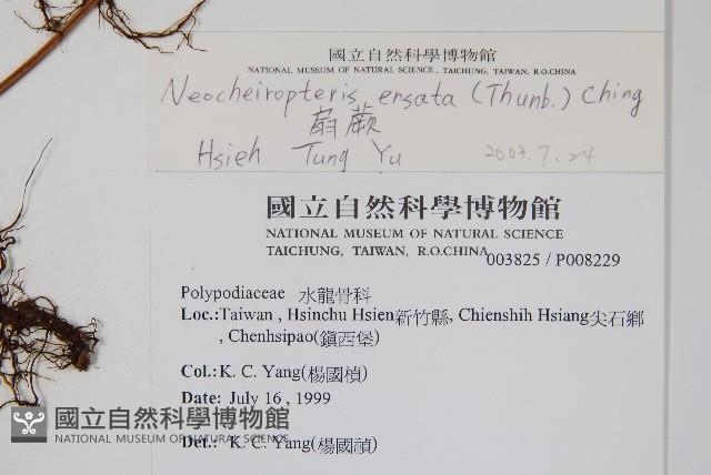 扇蕨藏品圖，第2張