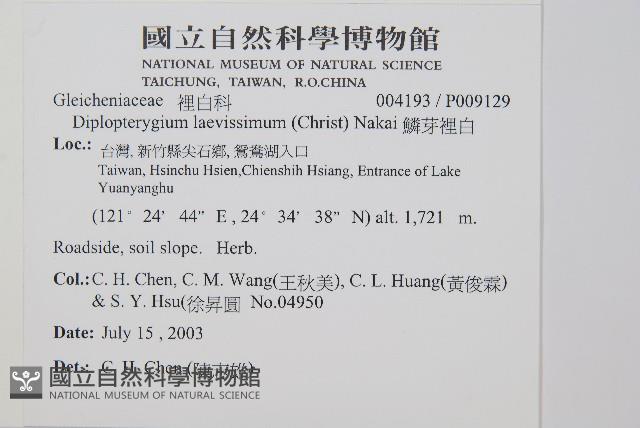 鱗芽裡白藏品圖，第2張