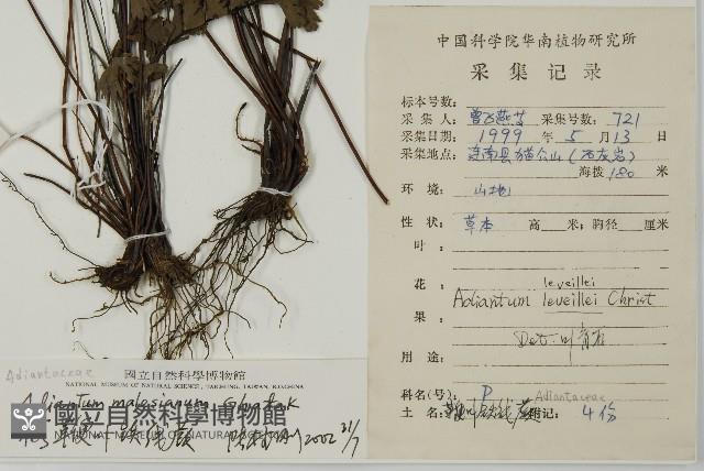 馬來鐵線蕨藏品圖，第2張