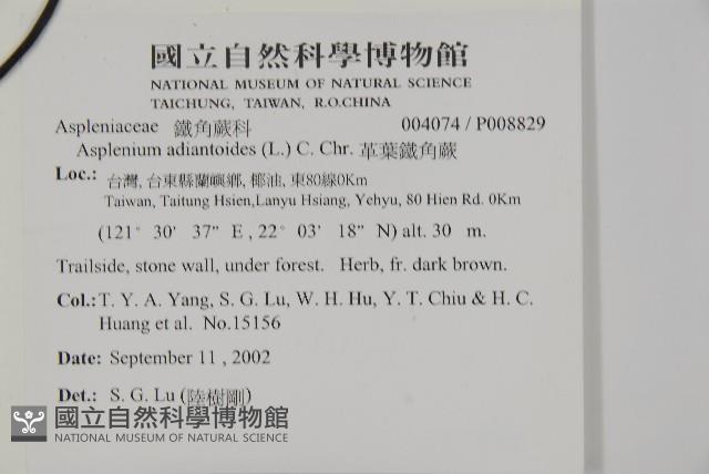 革葉鐵角蕨藏品圖，第2張