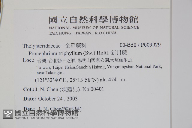 新月蕨藏品圖，第2張
