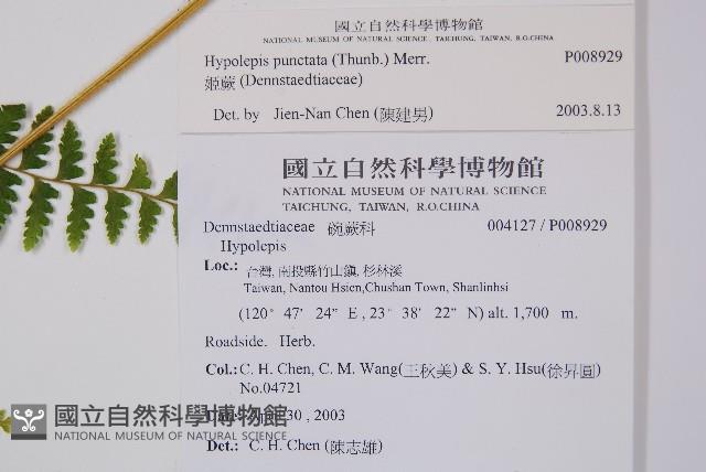 姬蕨藏品圖，第2張