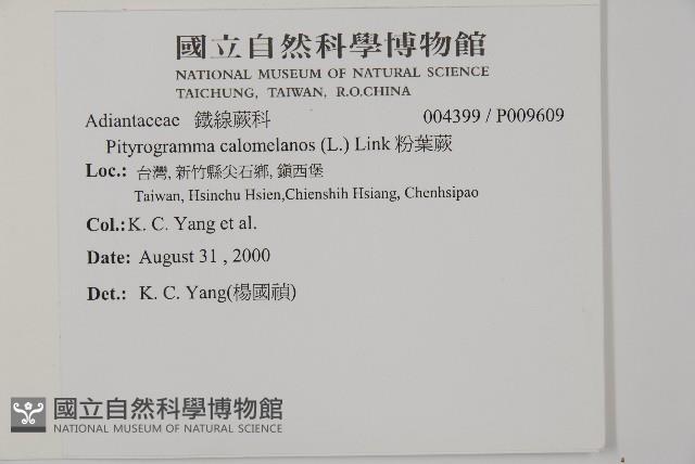 亨氏擬旱蕨藏品圖，第2張