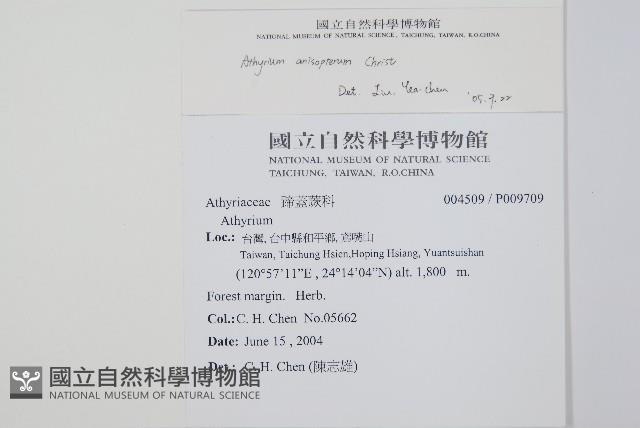 宿蹄蓋蕨藏品圖，第2張