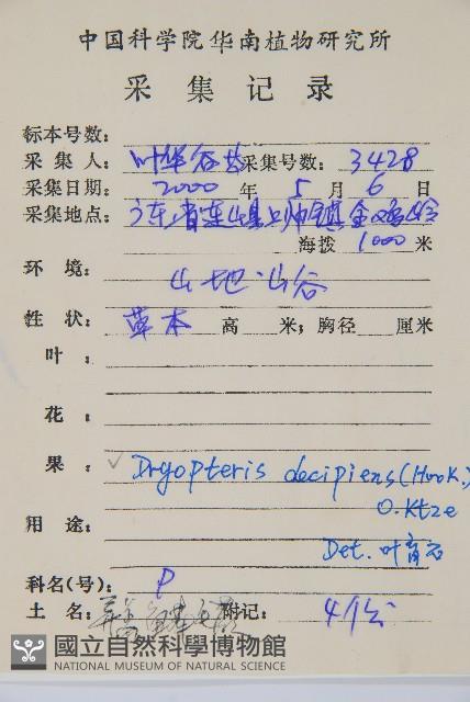 迷人鱗毛蕨、異蓋鱗毛蕨藏品圖，第2張