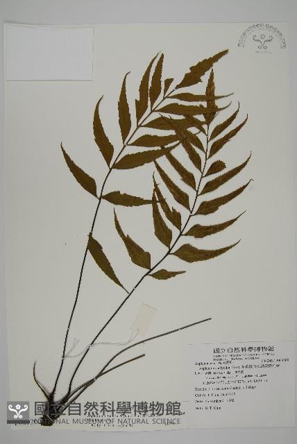 革葉鐵角蕨藏品圖，第4張