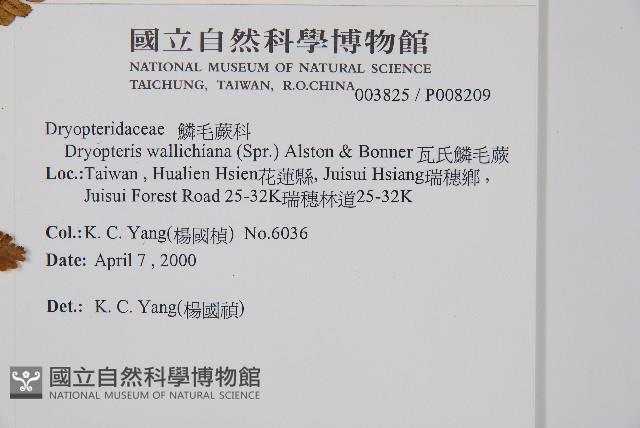 瓦氏鱗毛蕨藏品圖，第2張