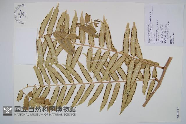 觀音座蓮藏品圖，第1張