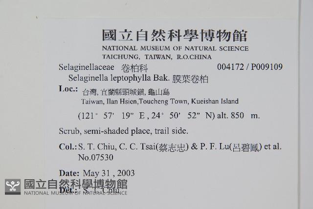 膜葉卷柏藏品圖，第2張