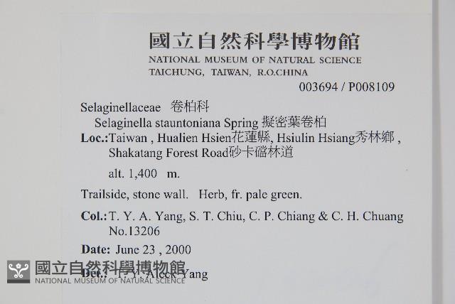 擬密葉卷柏藏品圖，第2張