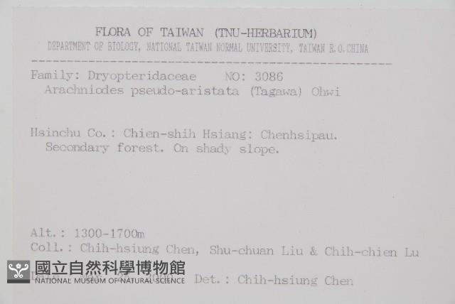 小葉複葉耳蕨藏品圖，第2張