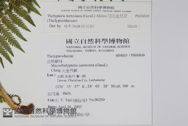 粗毛金星蕨藏品圖，第2張