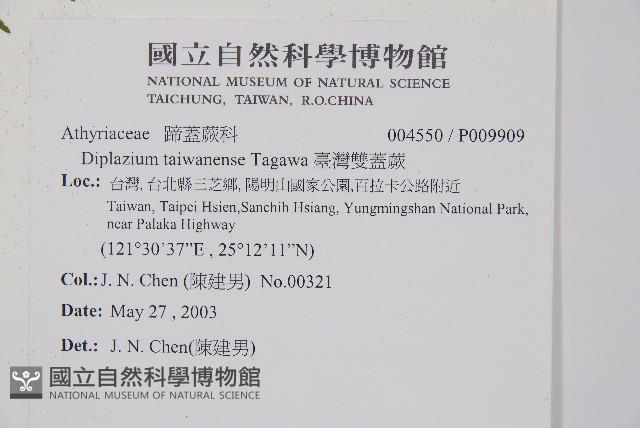 臺灣雙蓋蕨藏品圖，第5張