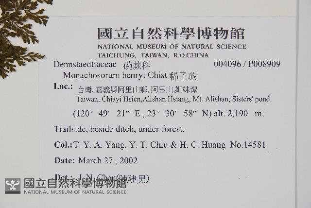 稀子蕨藏品圖，第2張