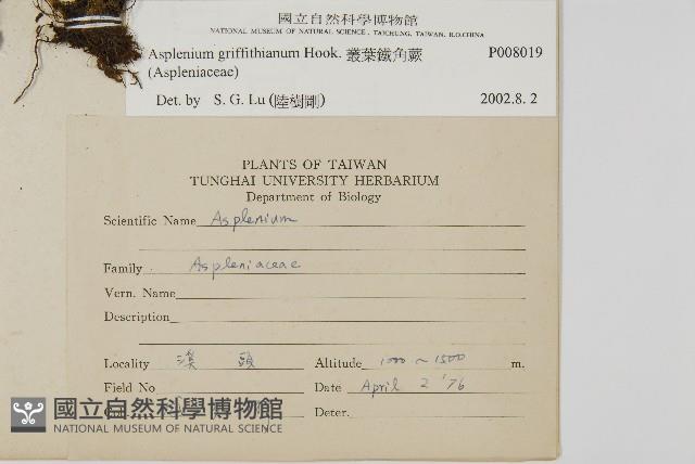 叢葉鐵角蕨藏品圖，第2張