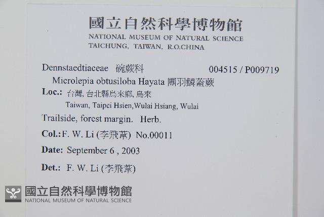 團羽鱗蓋蕨藏品圖，第2張