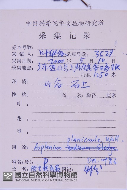 斜葉鐵角蕨藏品圖，第2張