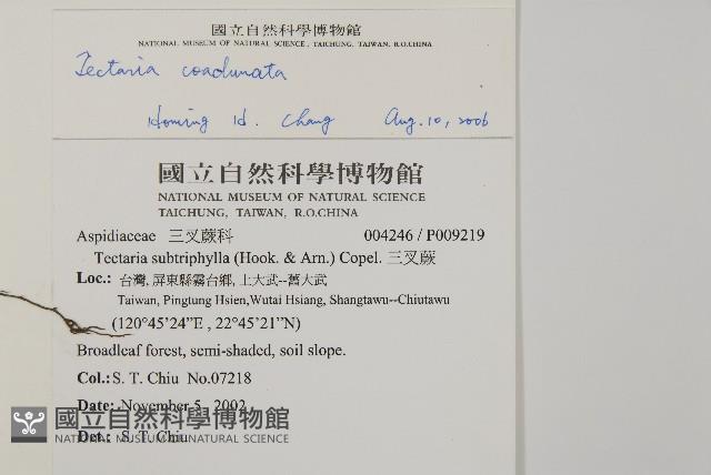 陰地三叉蕨藏品圖，第2張