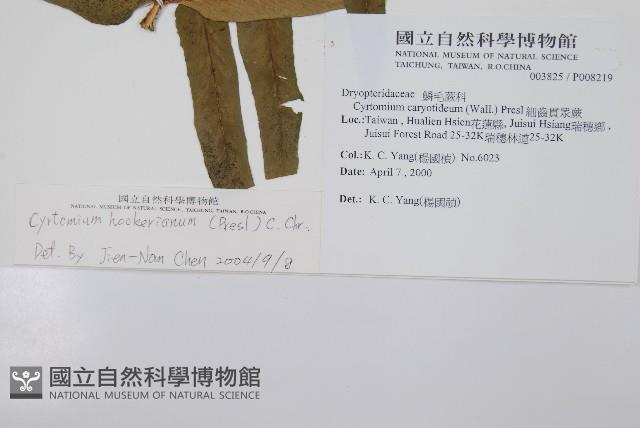 狹葉貫眾蕨藏品圖，第2張