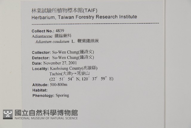 鞭葉鐵線蕨藏品圖，第2張