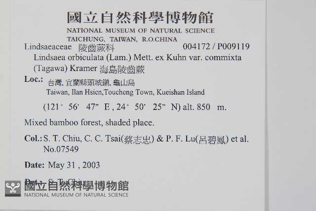 海島陵齒蕨藏品圖，第2張
