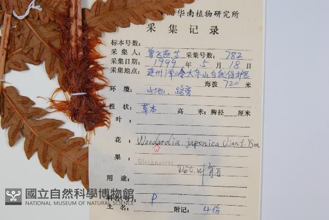 日本狗脊蕨藏品圖，第2張