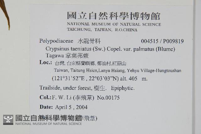 掌葉茀蕨藏品圖，第2張