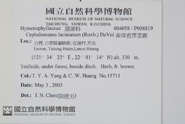 菲律賓厚葉蕨藏品圖，第2張