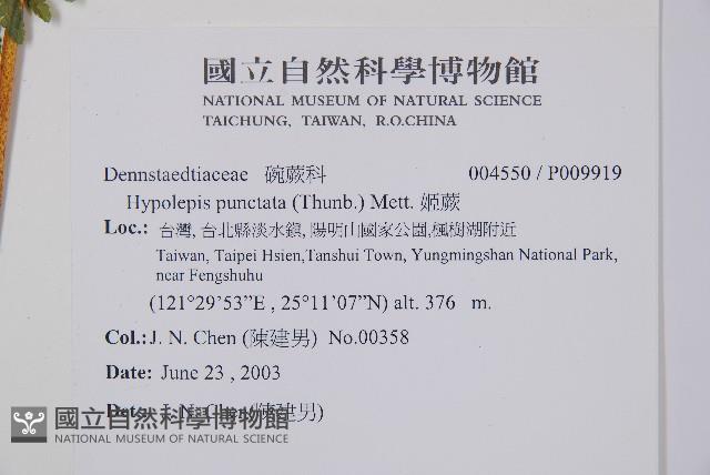 姬蕨藏品圖，第2張