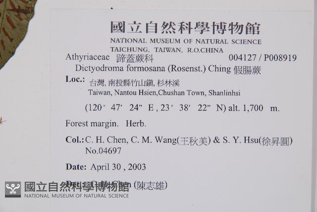 假腸蕨藏品圖，第5張