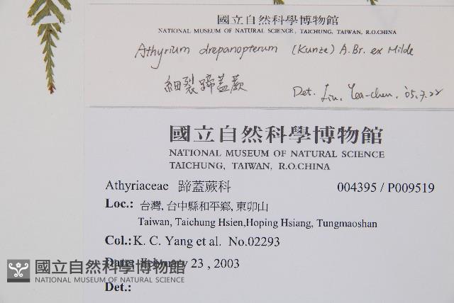 細裂蹄蓋蕨藏品圖，第2張