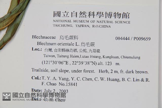 烏毛蕨藏品圖，第2張