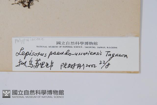 擬烏蘇里瓦葦藏品圖，第2張