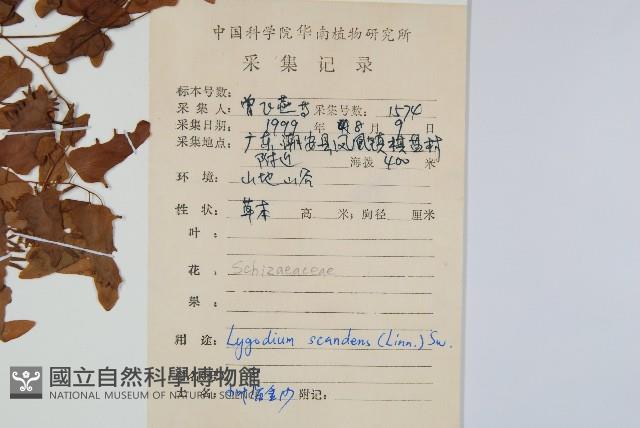 小葉海金沙藏品圖，第2張