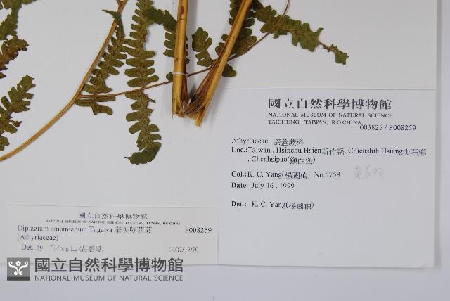 奄美雙蓋蕨藏品圖，第2張