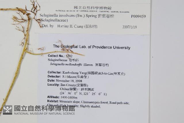 密葉卷柏藏品圖，第2張