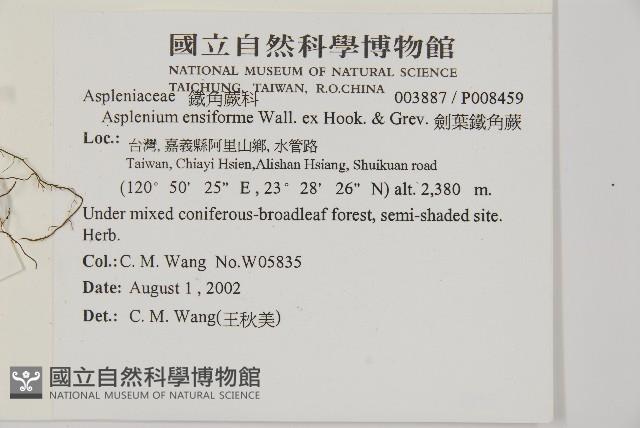 劍葉鐵角蕨、箭葉鐵角蕨藏品圖，第2張