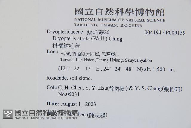 桫欏鱗毛蕨藏品圖，第2張