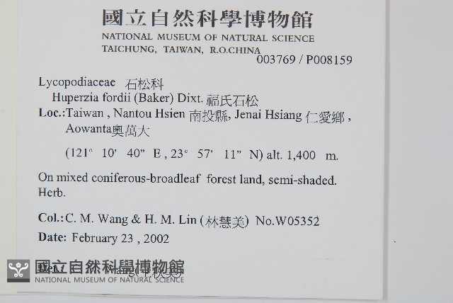 福氏石松藏品圖，第2張