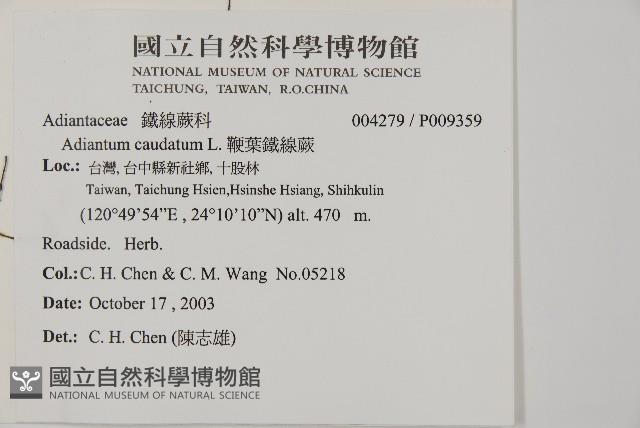 馬來鐵線蕨藏品圖，第2張