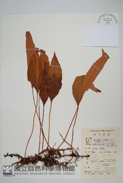 石葦藏品圖，第1張