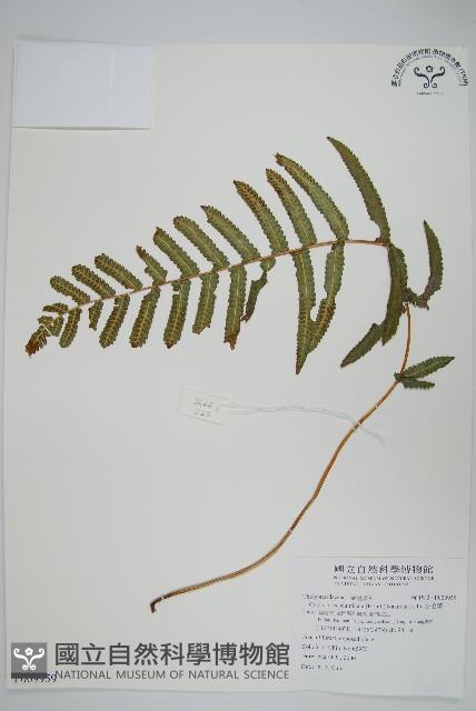 小毛蕨藏品圖，第1張